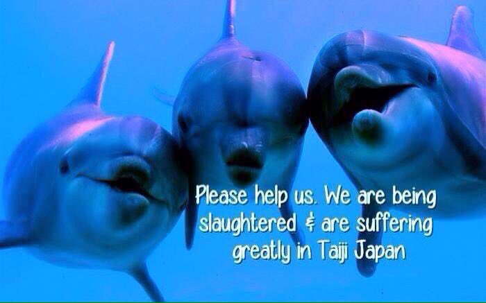 janodo36's tweet photo. @CoveGuardians 

Mega profit from misery.

Money above morals in #Taiji.

A shameful trade in wild dolphins! 😠😠😠 https://t.co/IhigOST87a