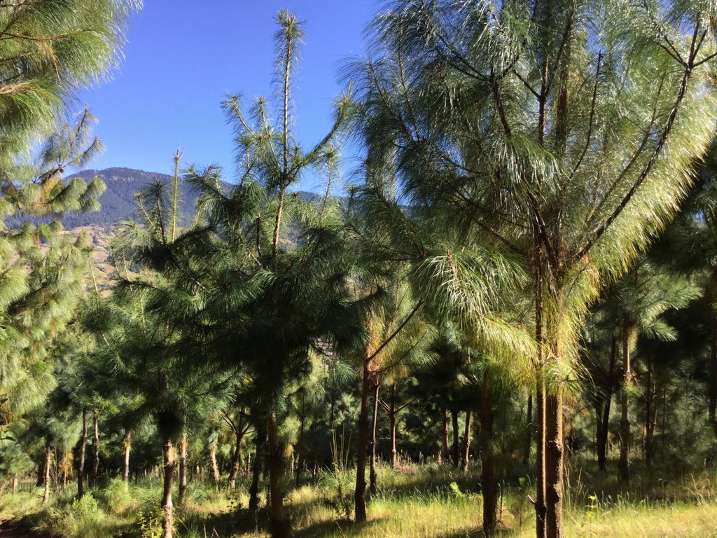 SalvemosMonarca's tweet photo. En el #EjidoelRosario han plantado arboles en más de mil parcelas de maíz área del #SantuarioMariposaMonarca https://t.co/gnOwPZfBKW