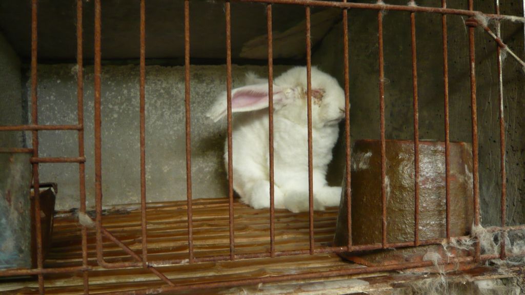 PETA tweet media