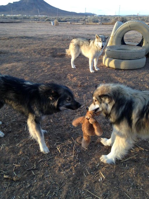 Bear and Nita playing spring hanging in the back https://t.co/6JuzuSPV2Q