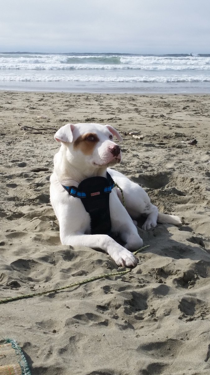 darcynews's tweet photo. Island man faces 2 yrs in jail &amp; $75K fine after pup found with choke chain embedded in neck. Now recovering. https://t.co/ijeZwWrXav