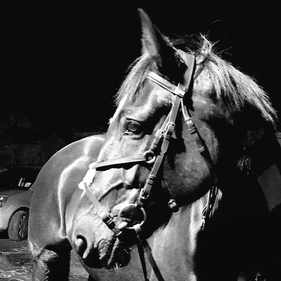 APEquine's tweet image. #eventershour really hoping I can get out to at least an ODE this year 🐴 #Youngster #CloverHill