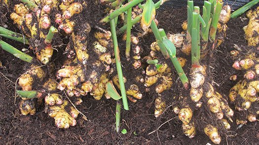 ThymeHerbal's tweet image. Ginger is an effective home remedy for ailments ranging from nausea  to menstrual cramps!
thymeherbal.com/ginger-a-home-…