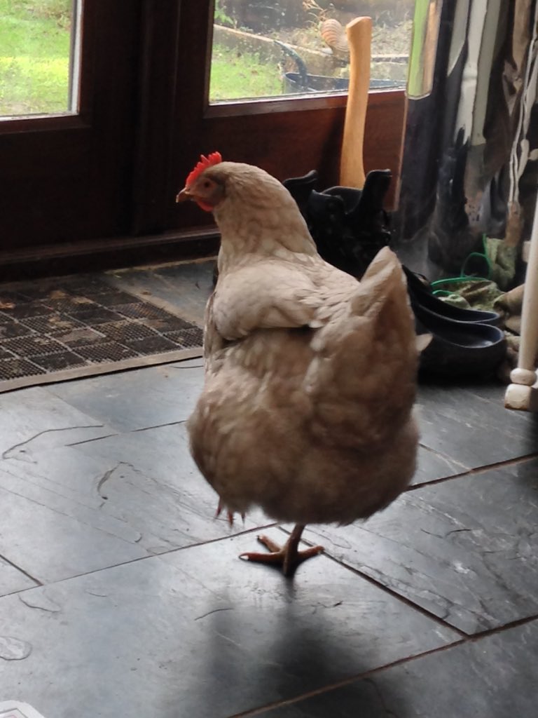 alnwickarts's tweet image. Look @DrChicken Honey whom you admired last week, finally back in lay after months! #chickenhour #greeneggs