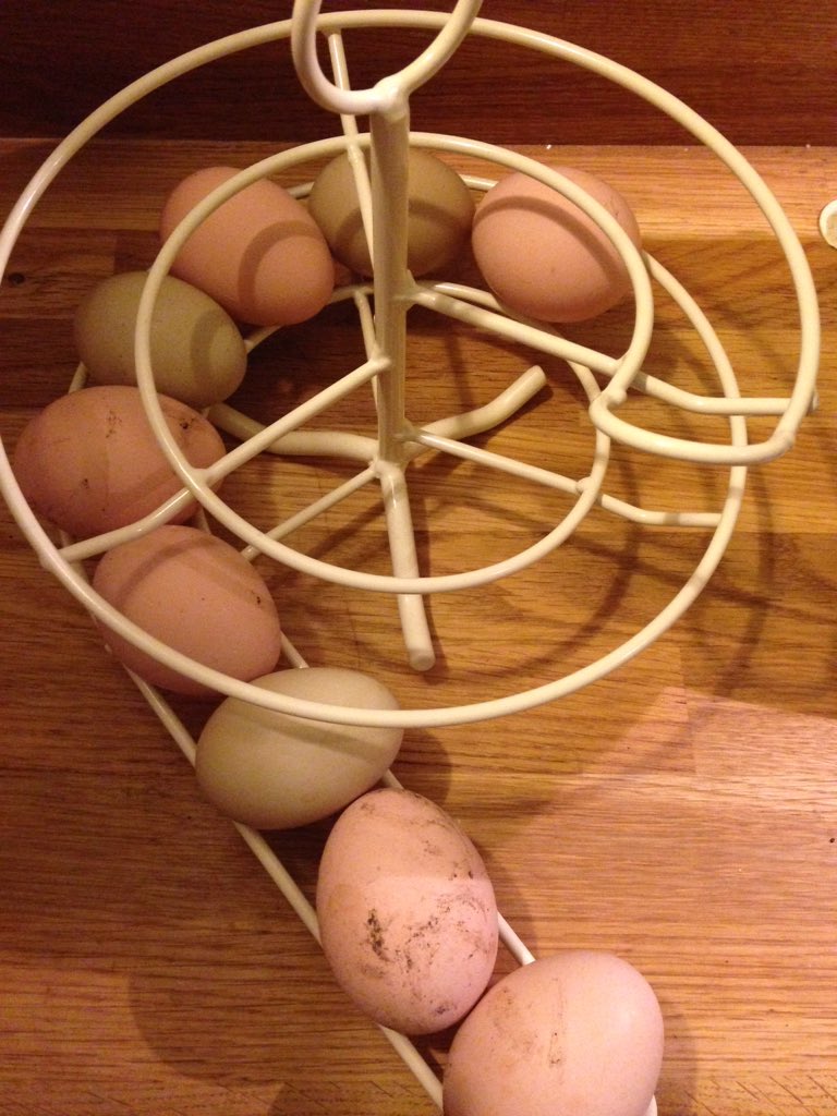 alnwickarts's tweet image. Look @DrChicken Honey whom you admired last week, finally back in lay after months! #chickenhour #greeneggs