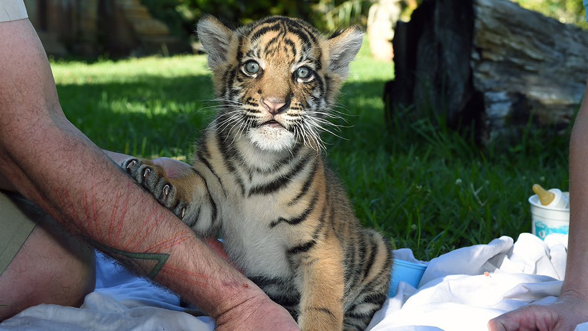 Endangered #tiger cub makes debut at @ZooMiami bit.ly/1KCWCQR?utm_me… https://t.co/7CsriH3lRh