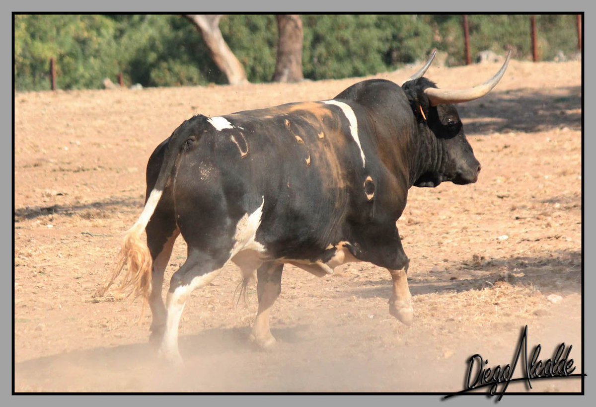 Buenas noches toca recordar #SANCHEZCOBALEDA todo un tio este berrendo.<a href="/CastillejodeH/">Castillejo de Huebra</a> <a href="/Ehtoroeventos/">ehtoro.com</a>