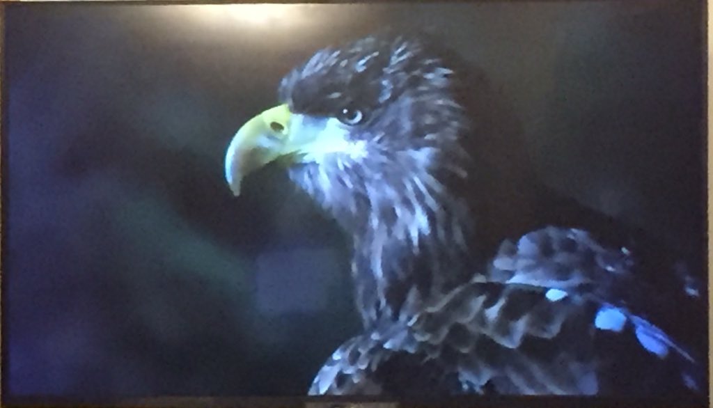 SCGS_R's tweet image. Troy watching #Winterwatch, listening to the Golden Eagle, whilst watching the Sea eagle.