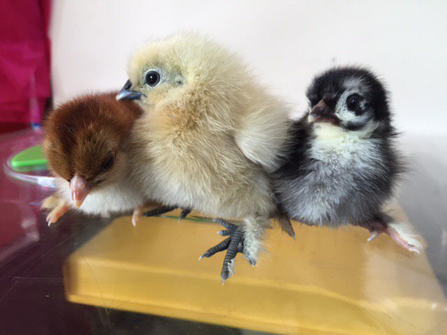 hensforhire's tweet image. I have lots of silkies in the incubator should be hatching this time next week!  #chickenhour