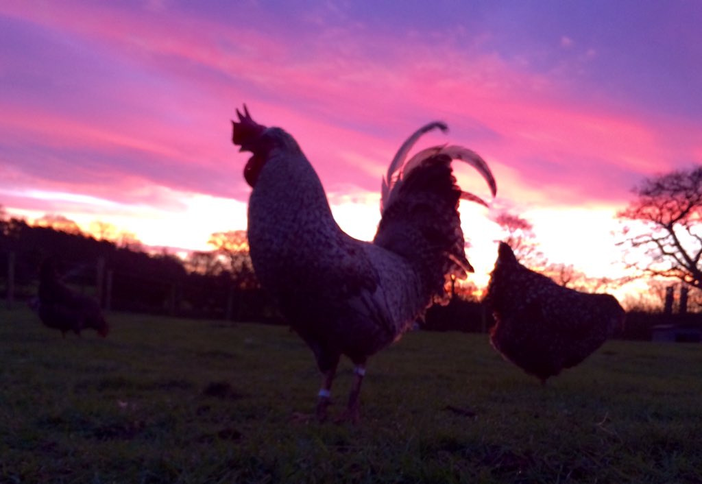 NagsHeadFarm's tweet image. My contribution to #chickenhour this week: Albus at sunrise 🐓