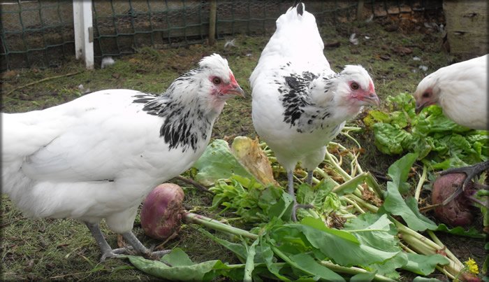 ChickenHour's tweet image. Night all ♥ #chickenhour