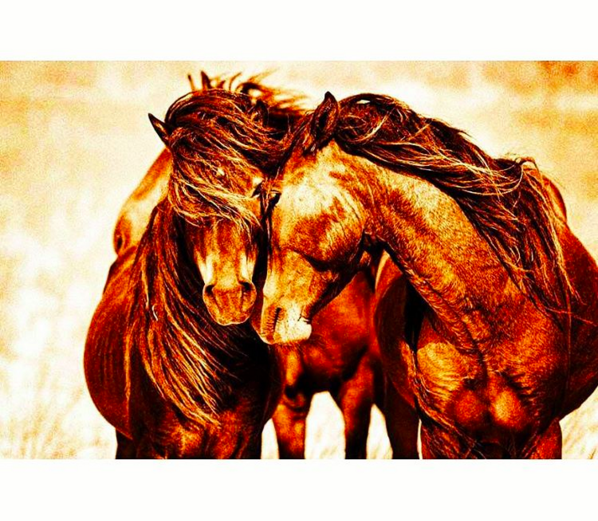 USHorseTrailer's tweet photo. In Honor Of #NationalSpouseDay 
Fun Fact: Horses are very emotional creatures. https://t.co/QJB36md6OG