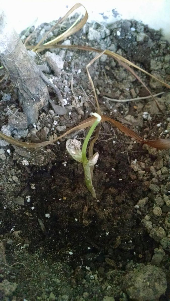 blamowilson's tweet photo. We germinated seeds in class. This seed was lucky enough to have a loving owner who put it in dirt! https://t.co/nr3AFHD7Ht