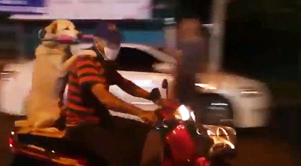 A3Noticias's tweet photo. Un motorista viaja así con su perro en Tailandia [Blog: Esto no es noticia] https://t.co/EnK7dq7GCs https://t.co/wewPUdj8qR
