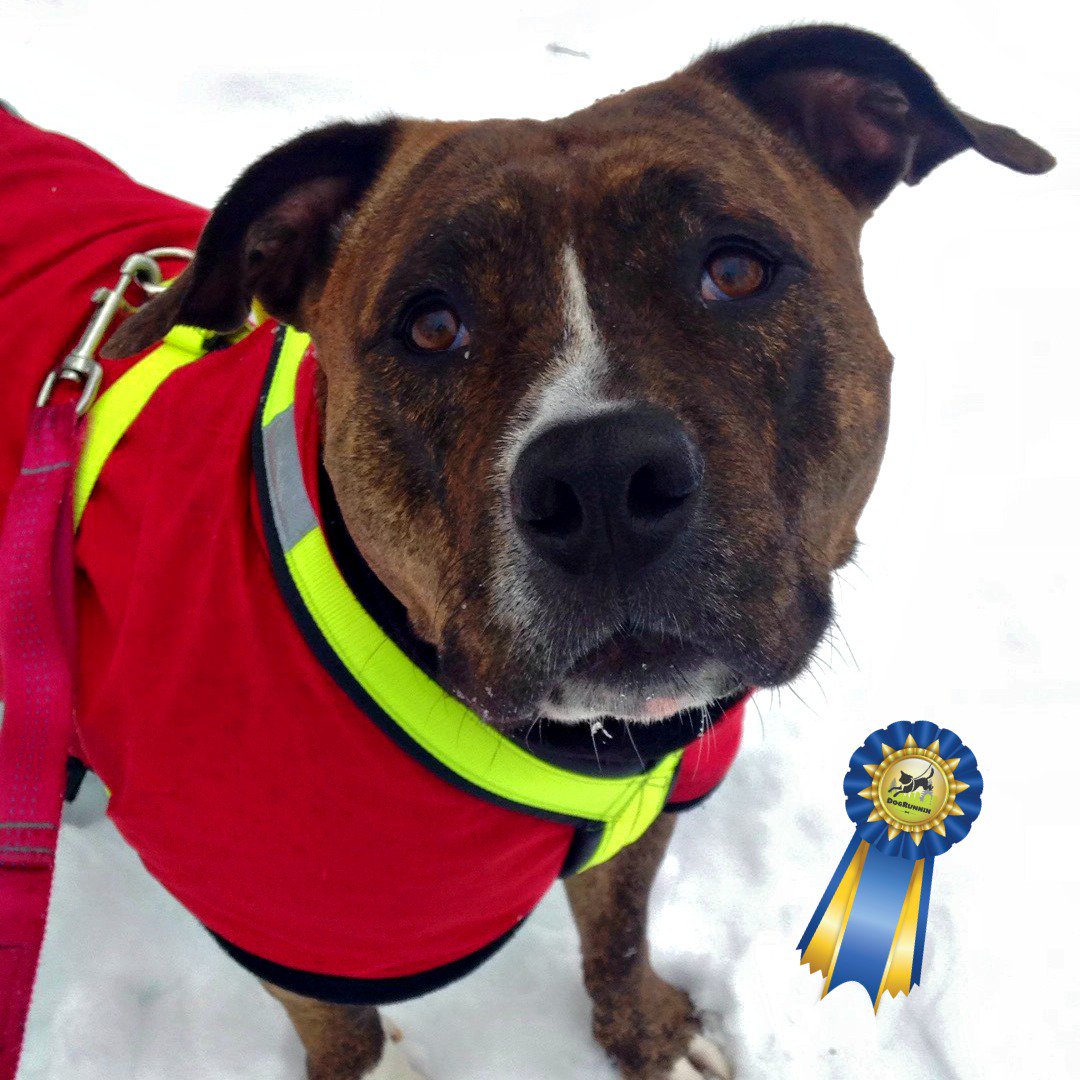 Please share! Help us get Maia home to her running partner! ow.ly/Xy1if