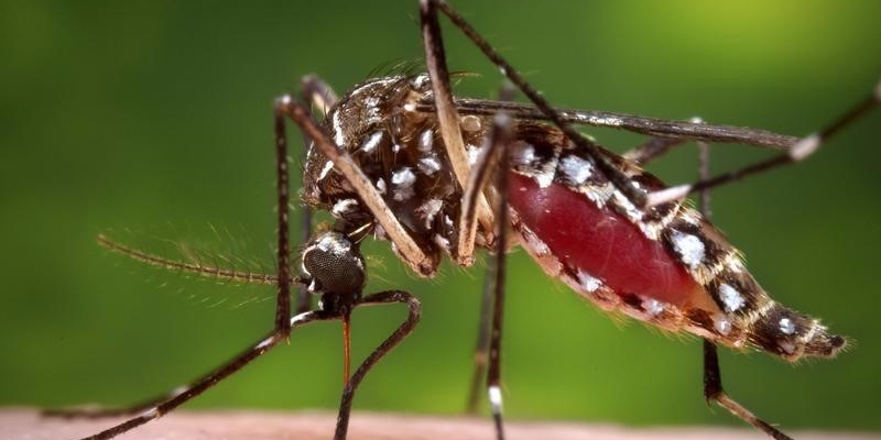 lydiapflanzer's tweet photo. The untreatable Zika virus just made its way into another US territory https://t.co/tDY6l3UPzb https://t.co/duQhC7GQdQ