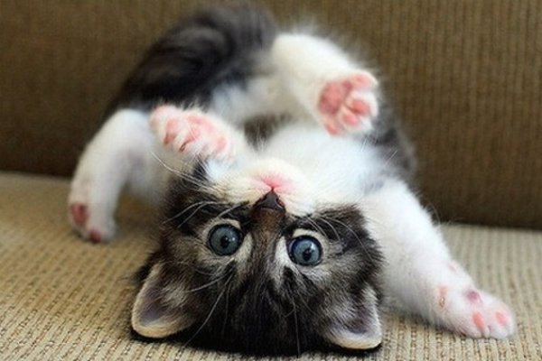 ProduktTrends's tweet photo. #kitten,#cutecat,#prettykitty,#prettykitten,#cutie,#cute,#playful,#fun https://t.co/FhZSgKLiLP https://t.co/JBBozbcTFr