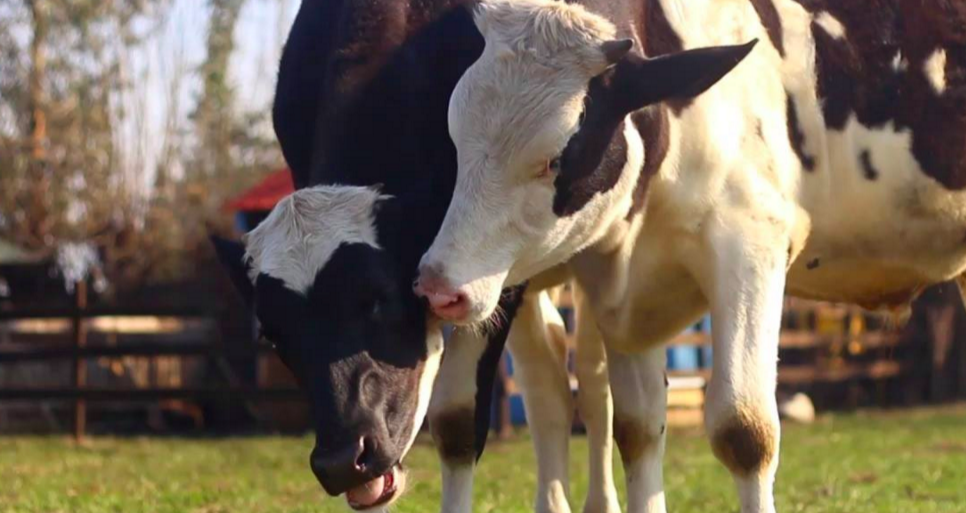 OneGreenPlanet's tweet photo. Video of Rescued Animals Frolicking Shows Exactly How All Farm Animals Should Live  https://t.co/CIgMlmvSIJ https://t.co/TZrFctWGMD