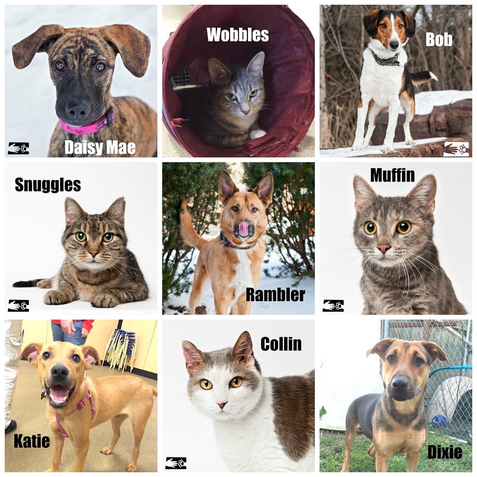 CatFoodBreath's tweet photo. Ten pets adopted new humans from my awesome shelter last week.  Thanks @HSCCVT for the assist! https://t.co/vqN3y2WMxk