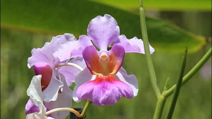 世界遺産 A Twitter シンガポールの国花 もラン 写真の バンダ ミス ジョアキム です ジョアキムさんの家の庭で発見 野生のもとで自然に交配して 誕生しました 以来90年近く シンガポール植物園はランの交配に取り組んでいます 作り出した品種は560種