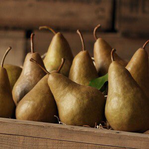 SkeleMusic's tweet photo. #boscpear appreciation tweet https://t.co/Ot0ZgLAeDi