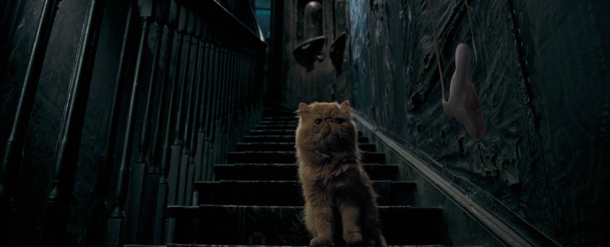 MuggleNet's tweet photo. What is Crookshanks thinking? Caption this using #MNCaption and we may just RT yours! https://t.co/c2mb7qJUfg