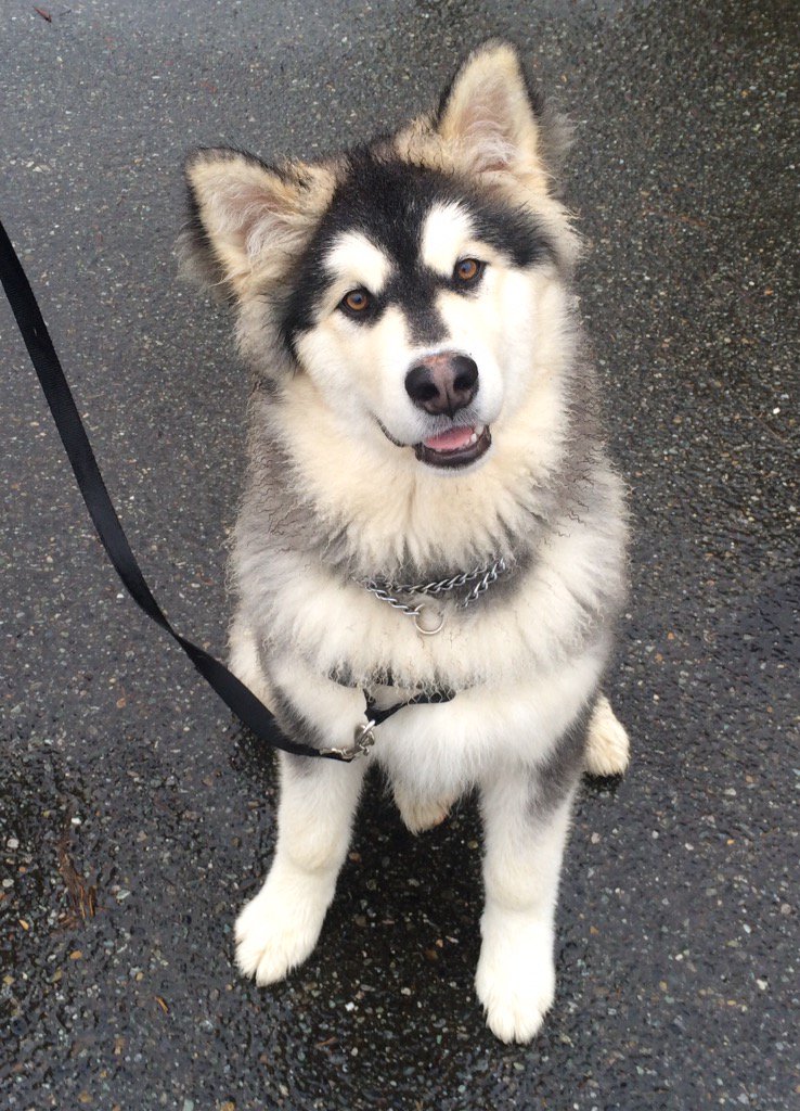 A_Better_Dog's tweet image. Spent an enjoyable hour working on #LeashManners today with this adorable #Malamute pup. What a star! #DogTraining