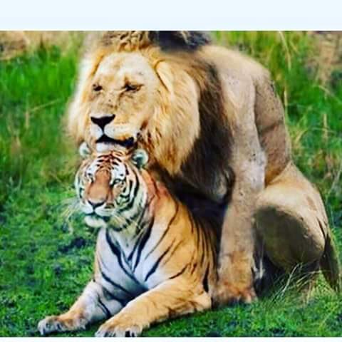 RamosandChill's tweet photo. Final Licey vs Escogido.  Esta transmision gracias a animal planet . 🙈 https://t.co/U07ih1IrPG