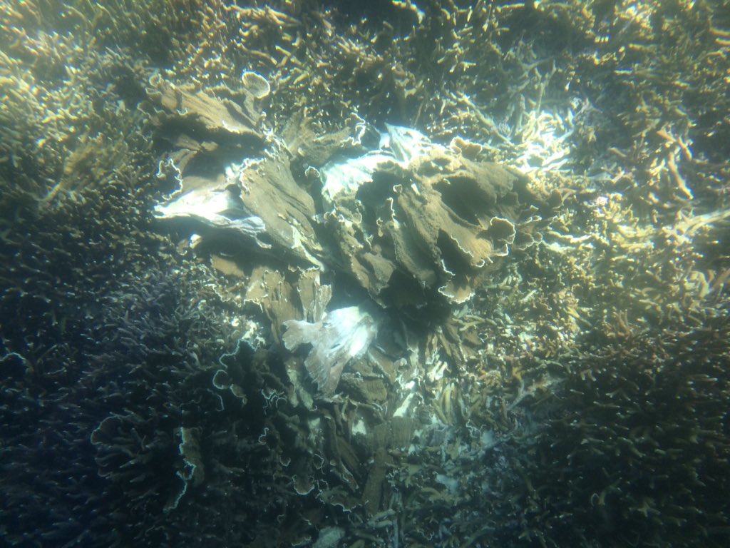 公式 Sanyo 私はかりゆしビーチへグラスボートでサンゴの様子を見て来ました ワリンの森は大きな被害は見当たらなかったのですが 自然のサンゴが沢山折れてしまっていました こちらは チヂミウスコモンサンゴ 無惨な姿にとてもショックを受けました