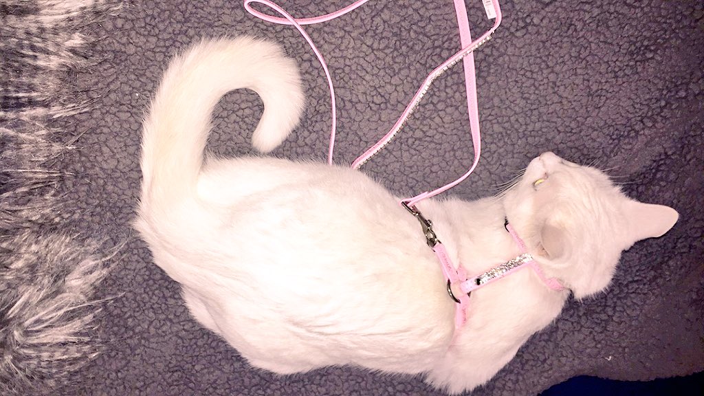 gracektaa's tweet photo. Best purchases of my life #classykitty ๐๐ https://t.co/RTO1w3HhUr