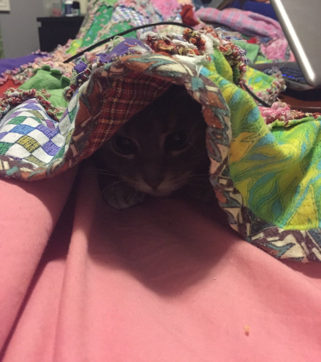 mirmle's tweet photo. Demon #cat waiting to pounce on my poor fingers when all I do is provide her with snuggly blankets &amp; love #catssuck https://t.co/VElgaQxhFX