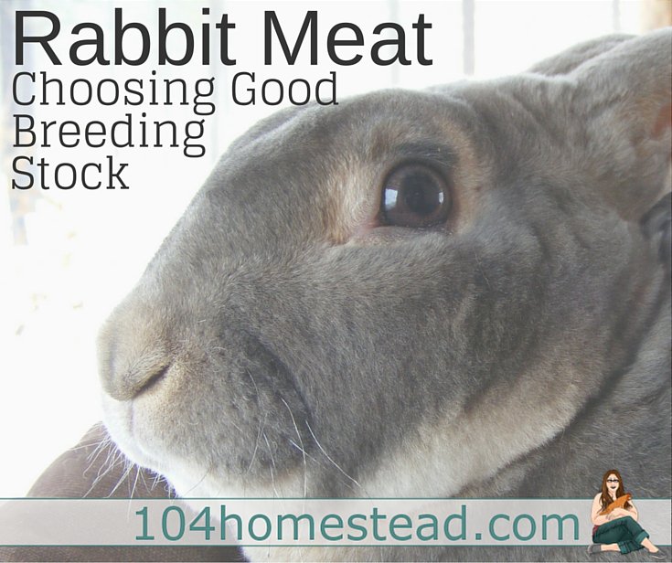 Getting #meat #rabbits on your homestead? Choose good breeding stock with these tips. bit.ly/1Qfsi2R