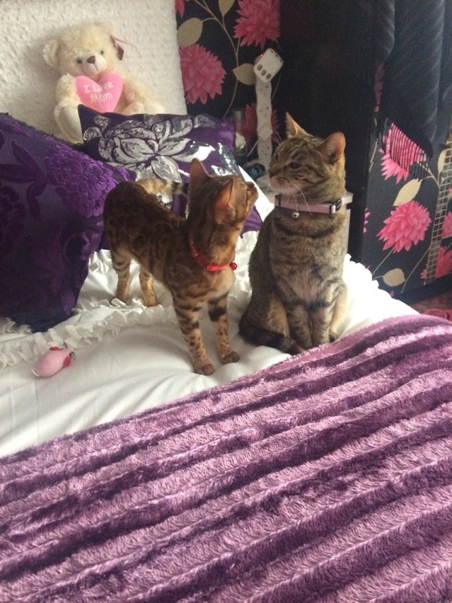 Sukis_Diary's tweet photo. I love my @Phoe be_Diary 🐾 https://t.co/qTXMrmlK03
