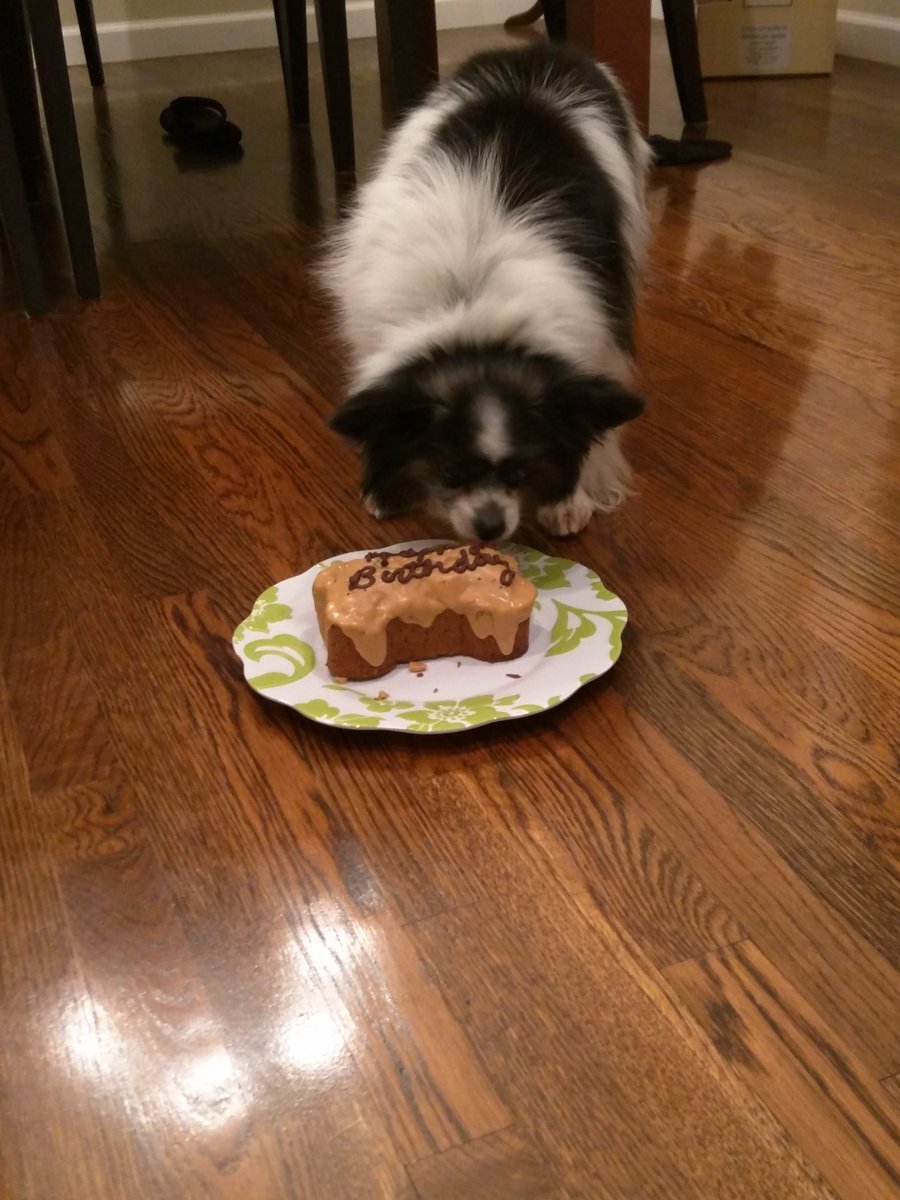 GizmoGraham's tweet photo. I have cake!! <3 https://t.co/GvJ8r9I5vW