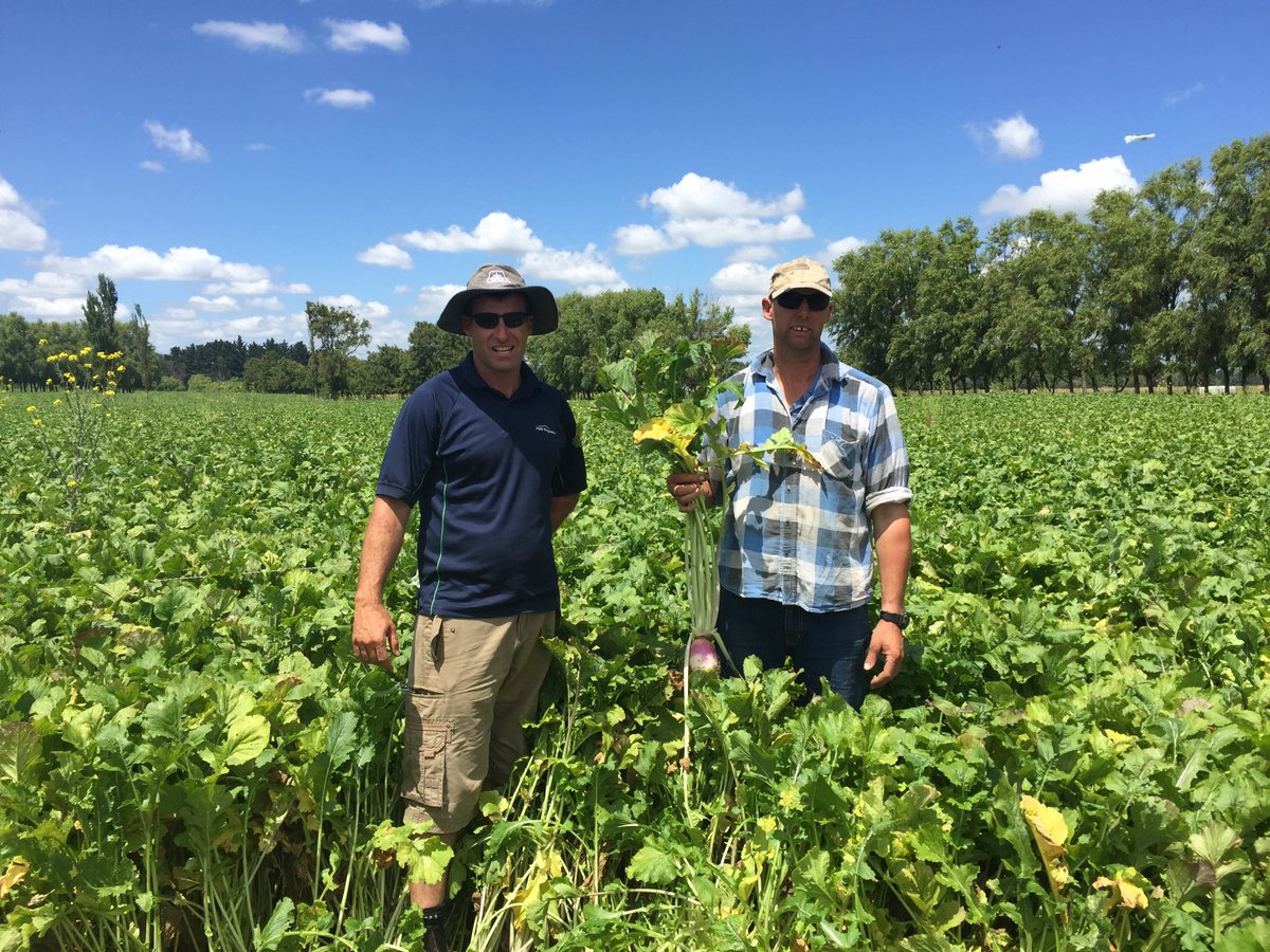 CharlottePGWS's tweet photo. Wowee!! 20tDM/ha #Barkant turnips. Well done Owen (Tahuna), & Callum (PGW Rural Supplies) Bulbs & tops=1 sq. metre! https://t.co/GNMyw4LO7P