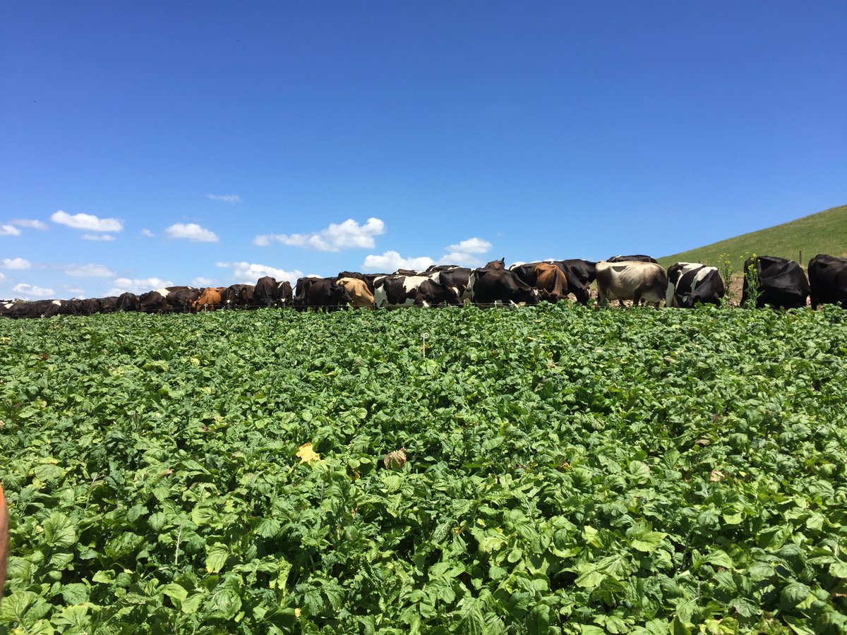 CharlottePGWS's tweet photo. Wowee!! 20tDM/ha #Barkant turnips. Well done Owen (Tahuna), & Callum (PGW Rural Supplies) Bulbs & tops=1 sq. metre! https://t.co/GNMyw4LO7P