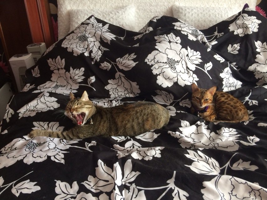 Phoebe_Diary's tweet photo. Sleepy :) https://t.co/kLsUpWaBC5