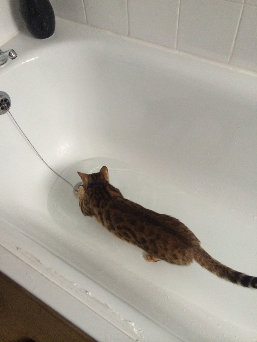 Sukis_Diary's tweet photo. I like playing in the bath :) https://t.co/KPSd6UGNCr