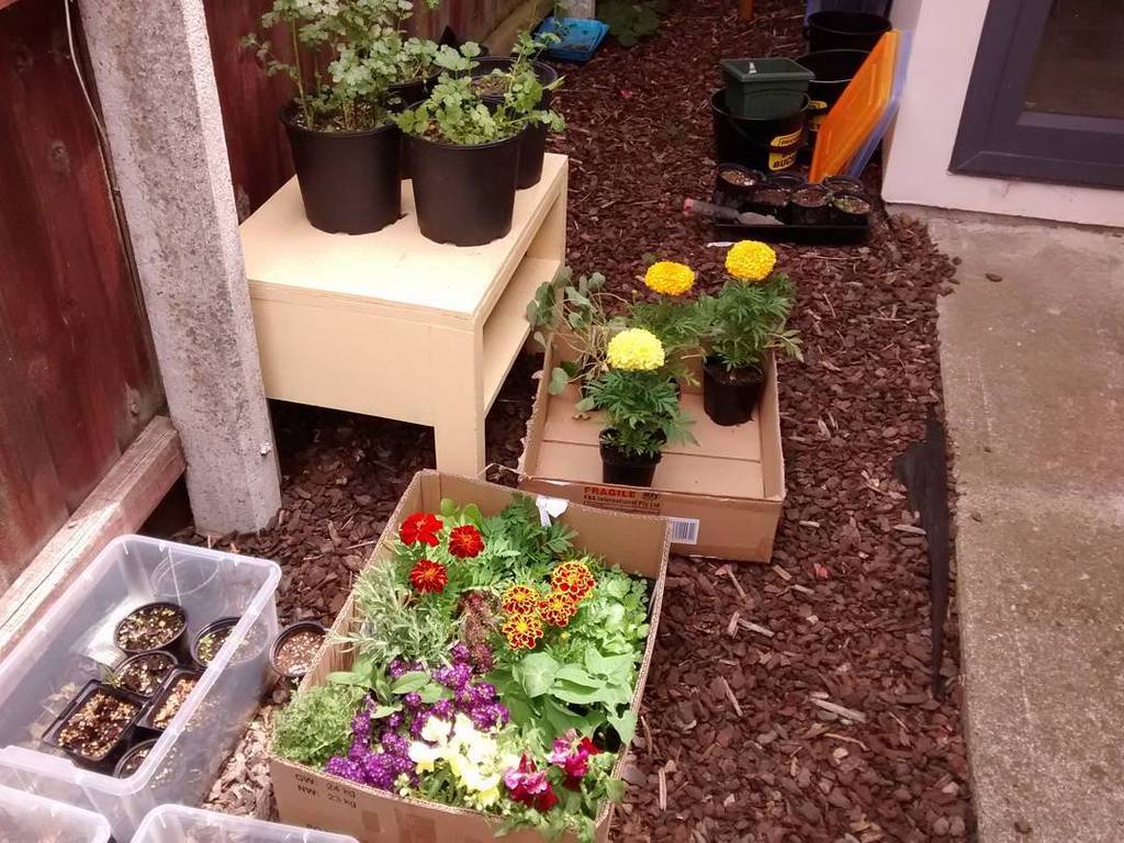 UmakantSC's tweet image. #garden #landscaping #benificial #plants #seedlings