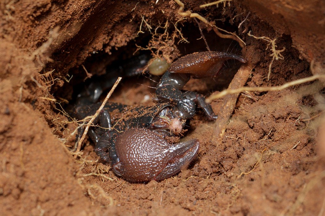 Toganim's tweet photo. Scorpion Pandinus imperator en milieu naturel à quelques kilomètres de lomé ( Togo ) #arachnides #scorpion #togo https://t.co/GDN04uTk2j