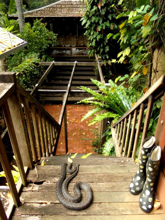 jessie_x_cole's tweet image. When you go to get a cup of tea and realise you can't get down the stairs ... #homesweethome #pythonlove