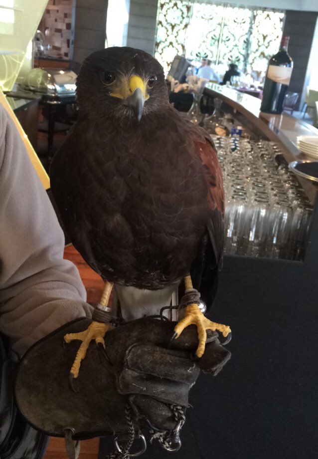 EmiratesGC's tweet photo. Hope the hawk is getting ready for her mornings exercise around the club! #wildflight https://t.co/btTXGw2fDv