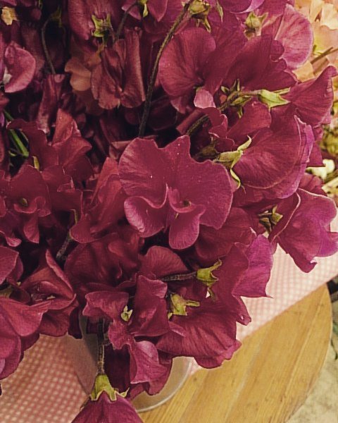 花のクレヨン 赤いスイートピー 名前はクリムゾン T Co 1o2azsmnrj T Co Sndu3bxp2z Twitter