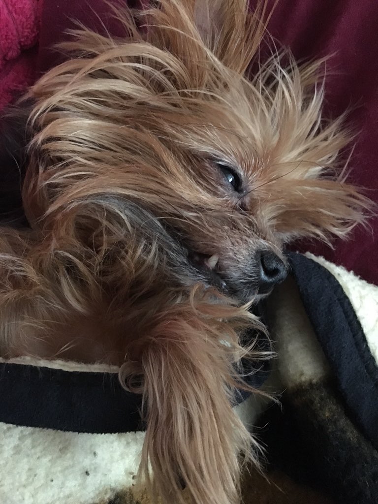 danielleinks13's tweet image. I can&apos;t sleep but #JavaBean can! #MyDog #sleepypuppy #cutestdogever #INSOMNIA #scruffydogneedsahaircut