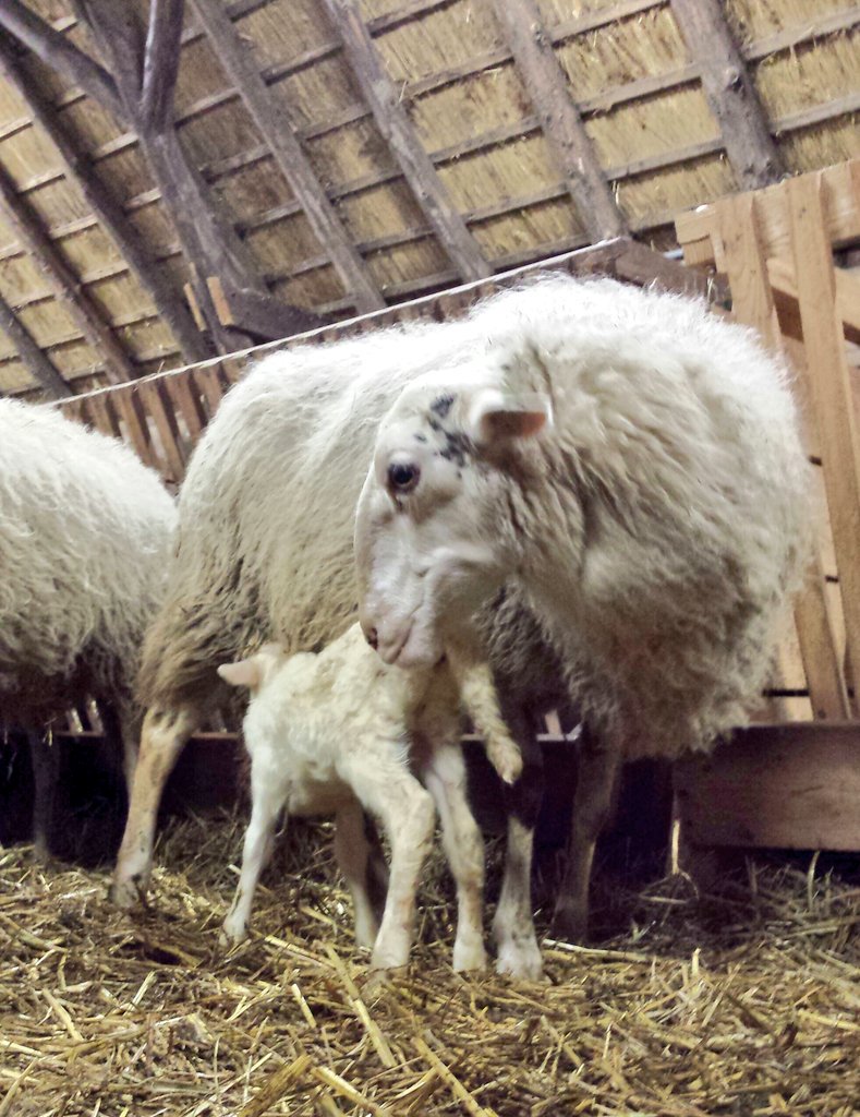 Vanmorgen vroeg is het eerste lammetje geboren in de schaapskooi #renderklippen