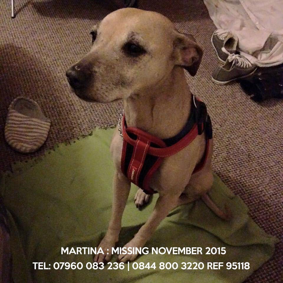 people4dogs's tweet photo. RT @judysale23: 🐾COME ON #MARTINA 🐕IT'S TIME TO COME HOME NOW🙏🏡 @martinalostdog  https://t.co/aTGsM4UCsG