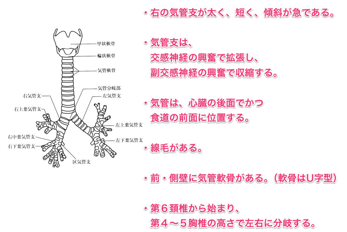 ゴロ 解剖生理イラスト En Twitter 例えば 過去問で 気管支 の問題を集中して解いて よく出るキーワードを1枚の図にまとめておくと試験対策がかなり楽になります 気管支 試験に出るキーワードまとめ T Co 9yx40z4yy7 ゴロ 解剖生理イラスト En Twitter 例えば 過去問で 気管支 の問題を集中して解いて よく出るキーワードを1枚の図にまとめておくと試験対策がかなり楽になります 気管支 試験に出るキーワードまとめ T Co 9yx40z4yy7