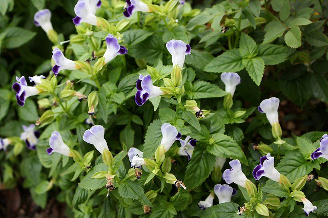 四季の草花bot トレニア 別名 ハナウリクサ ナツスミレ ゴマノハグサ科 アゼナ科 一年草 多年草 花期 6 10月 花期が長く夏場でも次々に花を咲かせるため花壇に重宝する育てやすい植物 暑さには強いが水切れには弱いので注意 T Co Prkquggphv 四季の草花bot トレニア 別名 ハナウリクサ ナツスミレ ゴマノハグサ科 アゼナ科 一年草 多年草 花期 6 10月 花期が長く夏場でも次々に花を咲かせるため花壇に重宝する育てやすい植物 暑さには強いが水切れには弱いので注意 T Co Prkquggphv