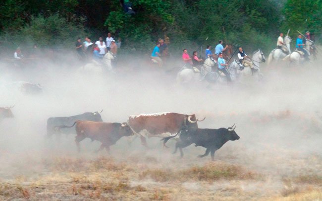 #cuellar sacará a concurso la dirección de los encierros por el campo cuellar7.com/la-corporacion… .<a href="/BeatriceMarge/">Béa Margé</a>