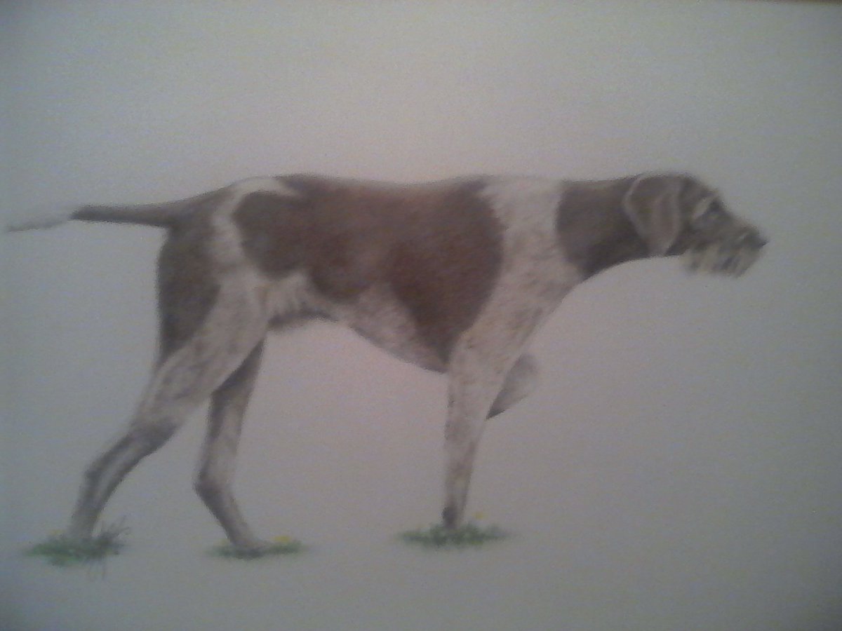 GlynnWilliams8's tweet photo. #dog #drawing #commission drawn last night. :) https://t.co/N2bNo7FH4z
